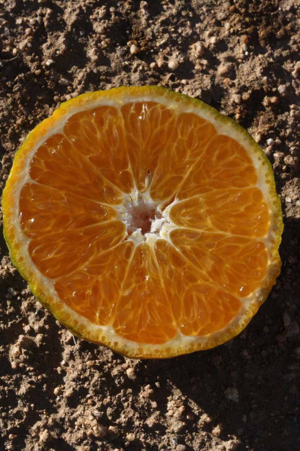            Fruit cross-section (Riverside, CA)   